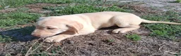 Labrador Retriever dogs for sale: Dallas - Ad 4
