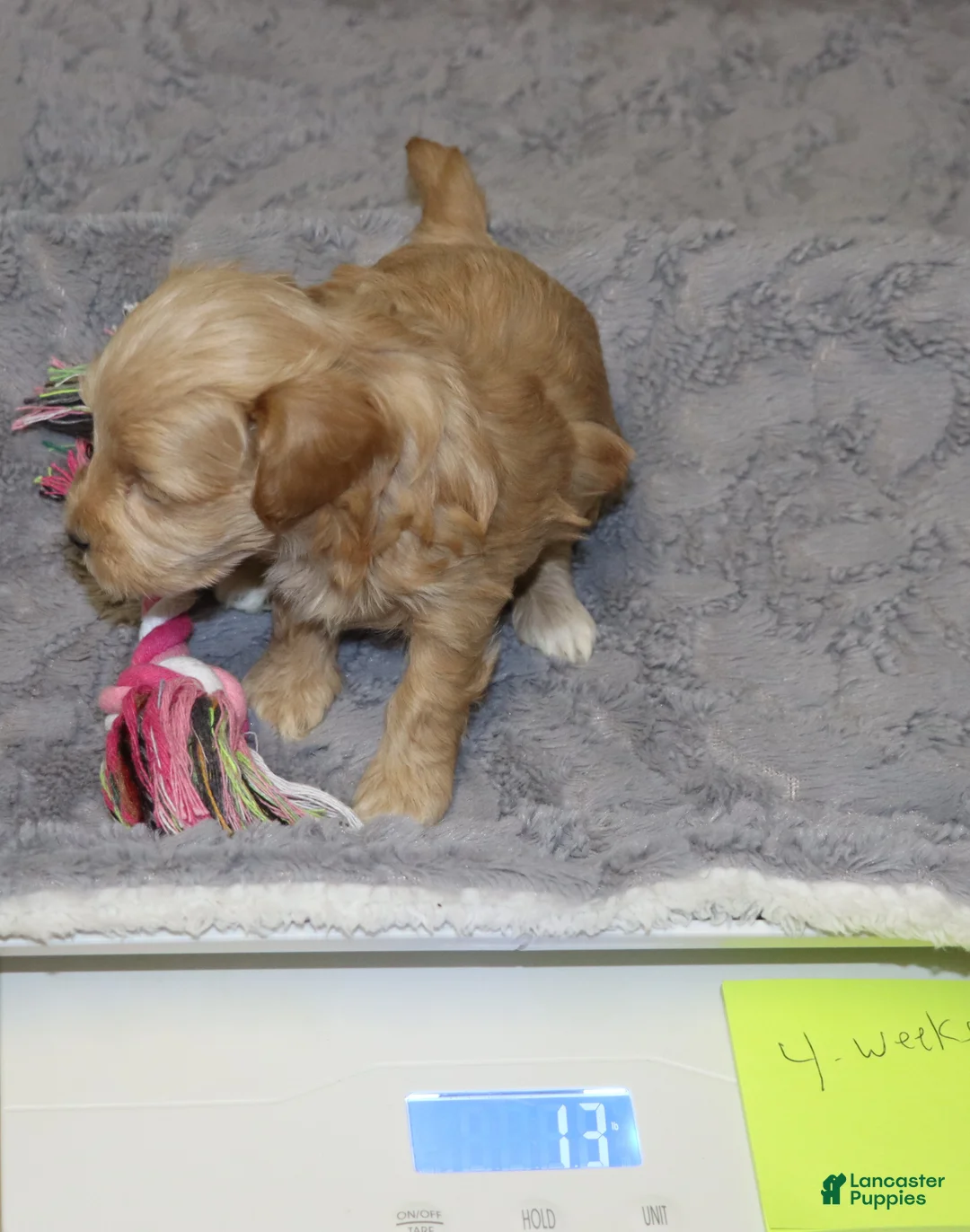 Havapoo dogs for sale: Asher 👨‍👨‍👦‍👦💞🐕 Miniature - Ad 19