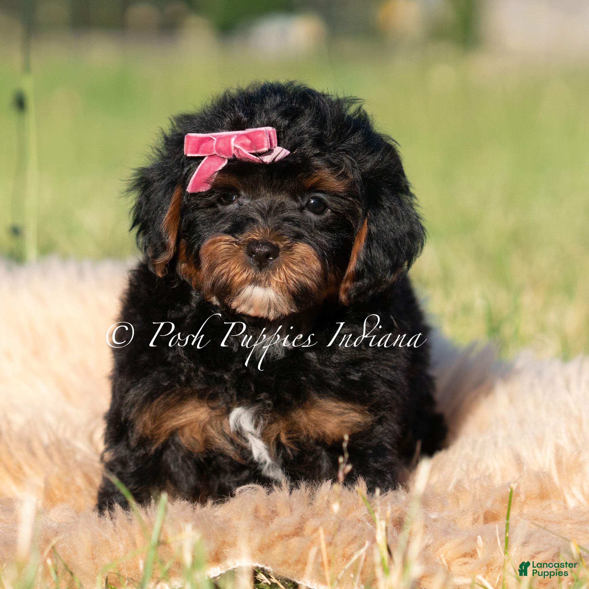 Maltipoo dogs Cider F1 - Ad 35