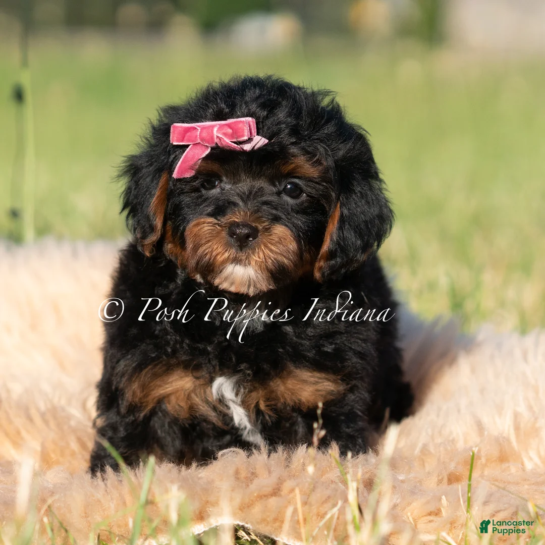 Maltipoo dogs for sale: Cider F1 - Ad 1