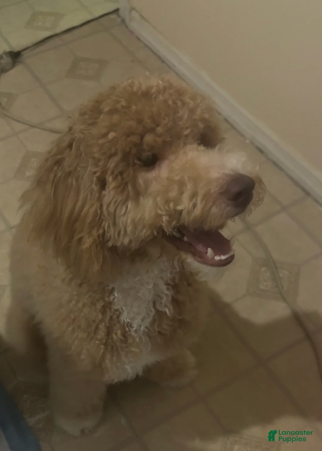 Standard Poodle dogs for sale: Standard Poodle Puppy 1 - Ad 9