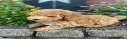 Miniature Poodle dogs for sale: Winnie - Ad 10