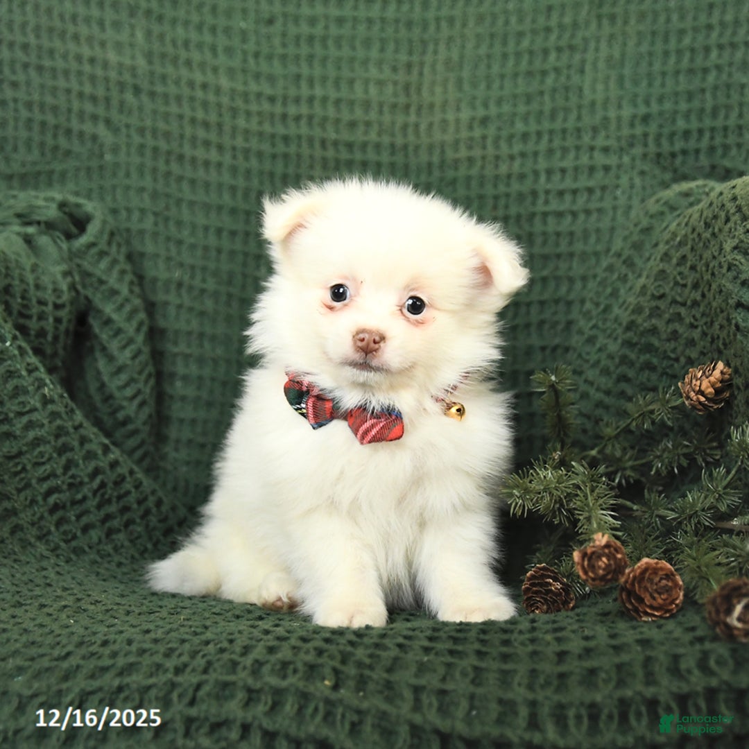 Pomeranian dogs for sale: Snowflake - Ad 1