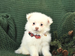 Pomeranian dogs Snowflake - Ad 10