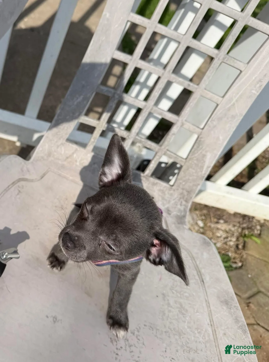 Chihuahua dogs for sale: Koal - Ad 2