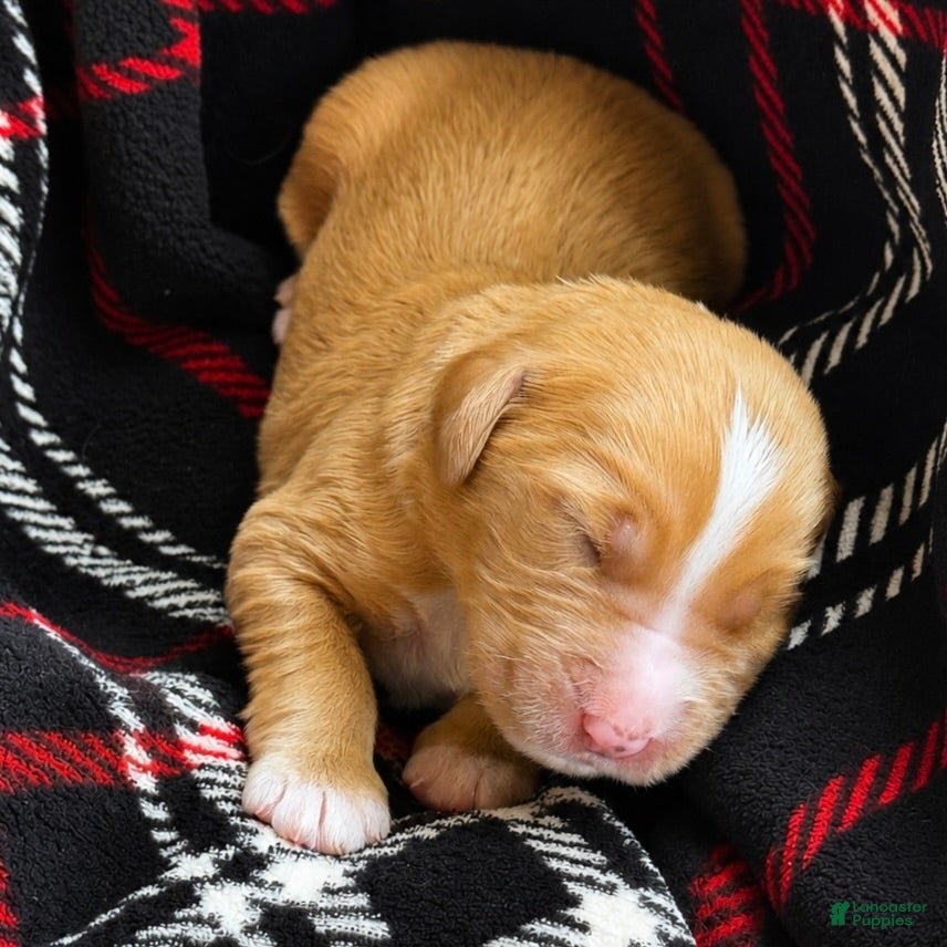 Bernedoodle dogs Pie - Ad 2
