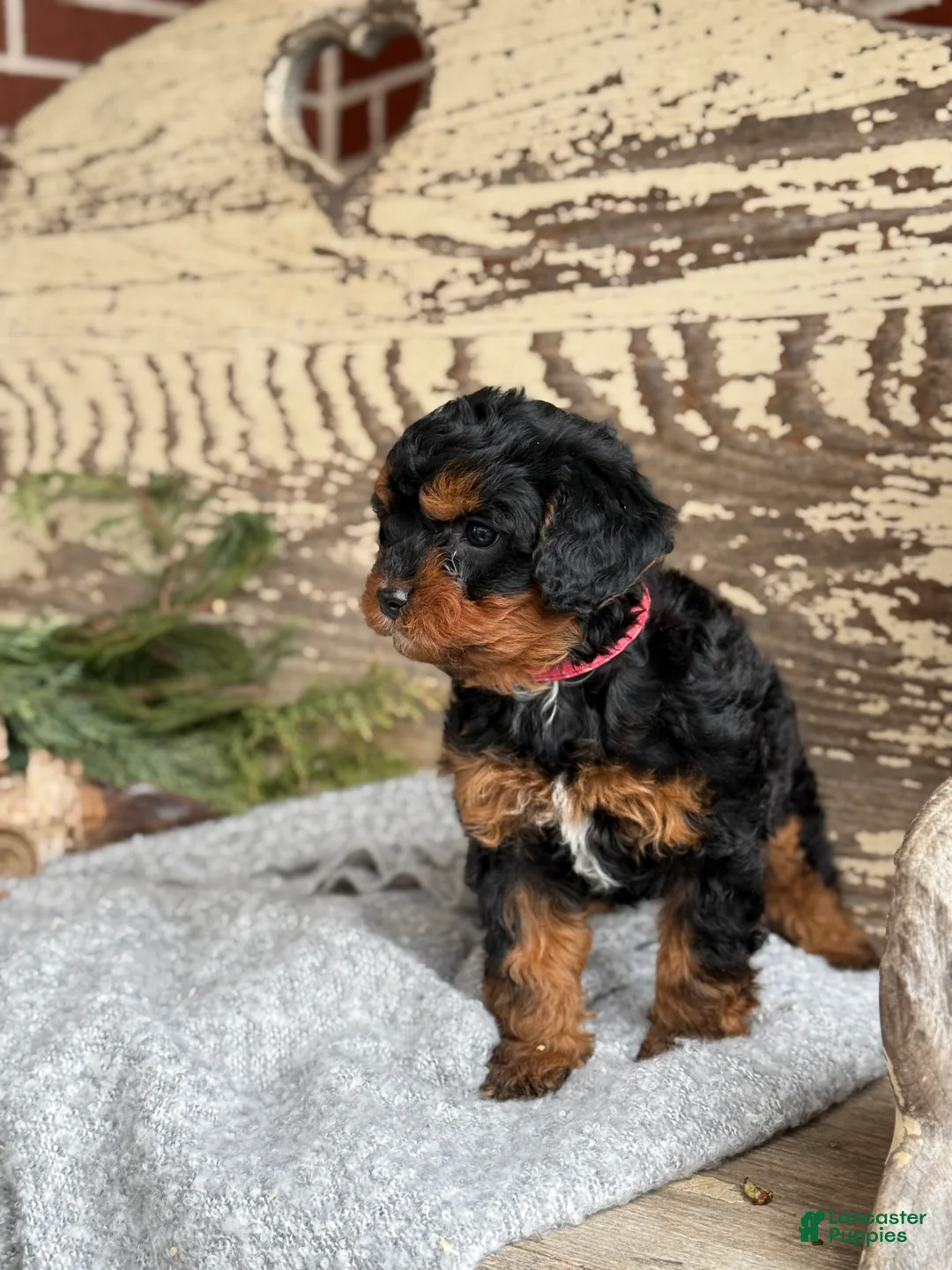 Mixed Breed dogs for sale: Barkley - Ad 7