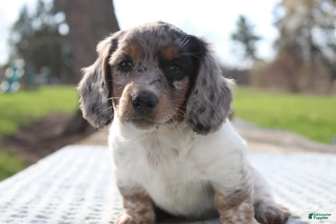 Miniature Dachshund dogs for sale: Ravioli - Ad 1