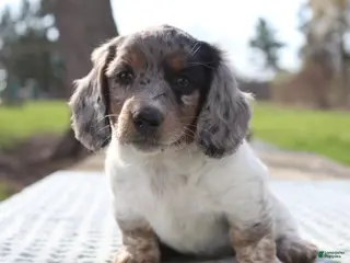 Miniature Dachshund dogs for sale: Ravioli - Ad 1