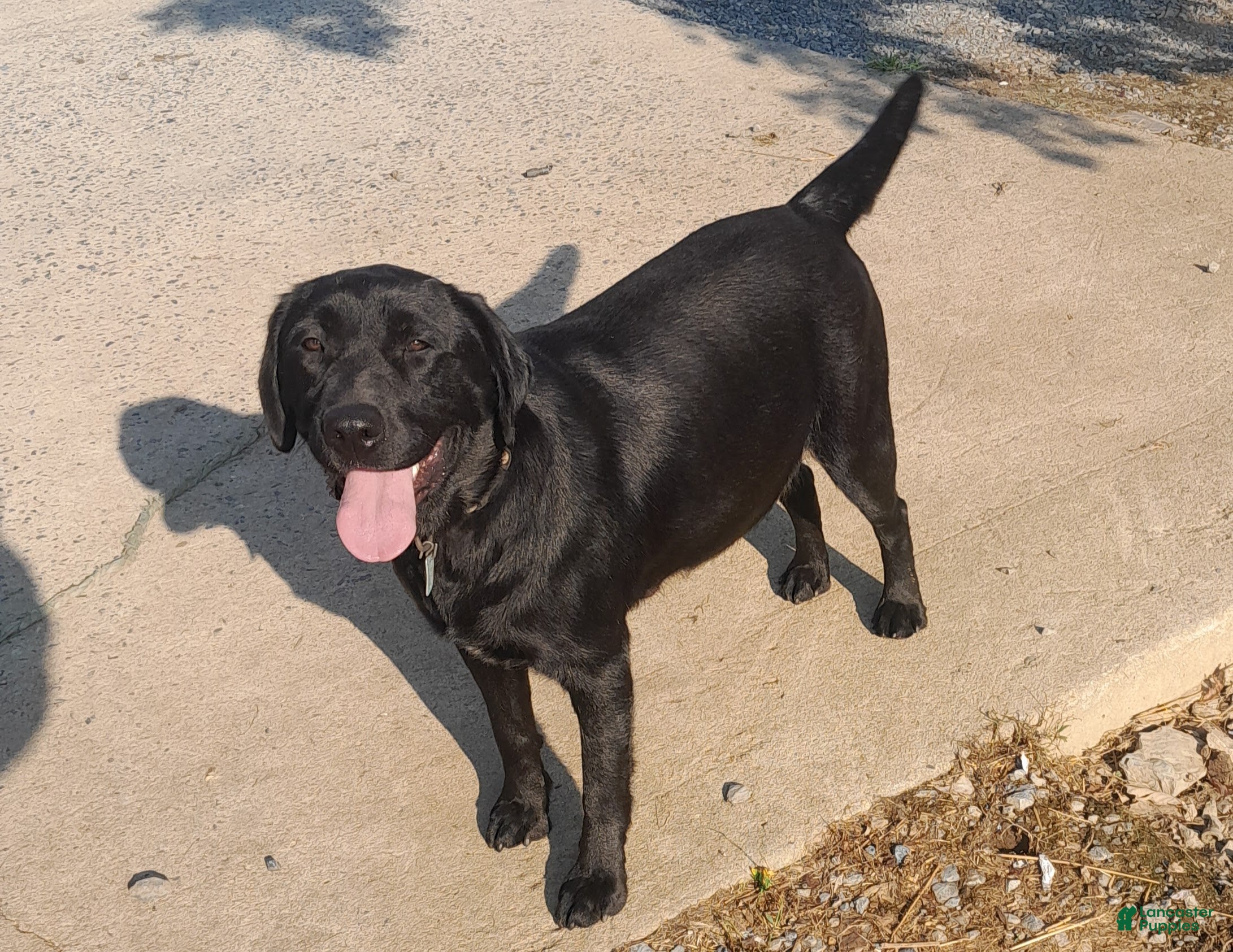 Goldador dogs Mixed Breed Puppy 3 - Ad 2