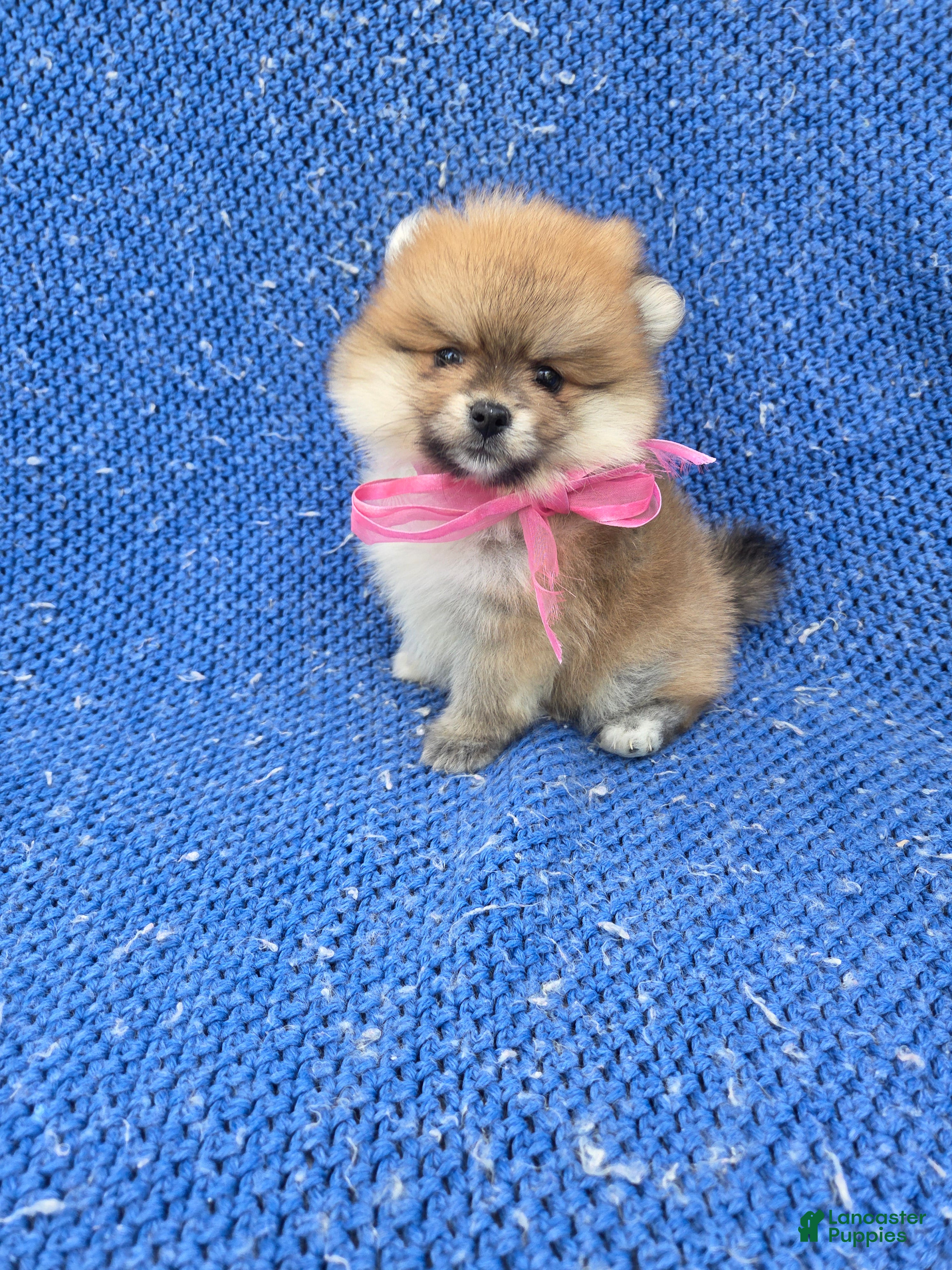 Pomeranian dogs Kiara  - Ad 7