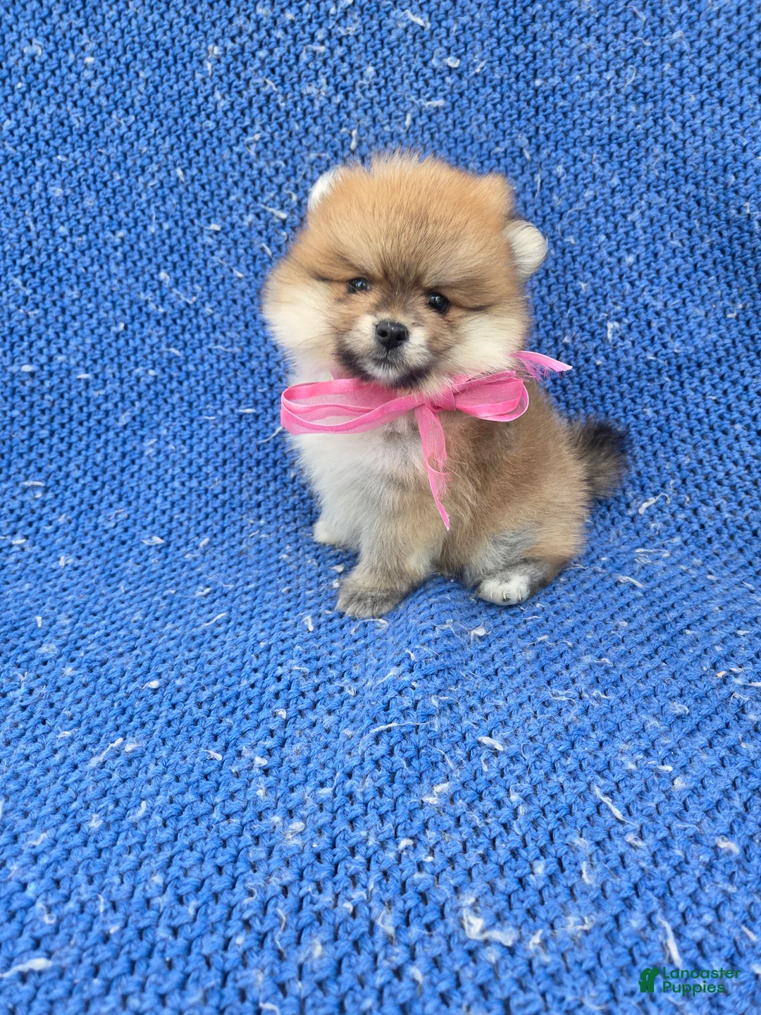 Pomeranian dogs for sale: Kiara  - Ad 1