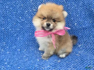 Pomeranian dogs Kiara - Ad 5