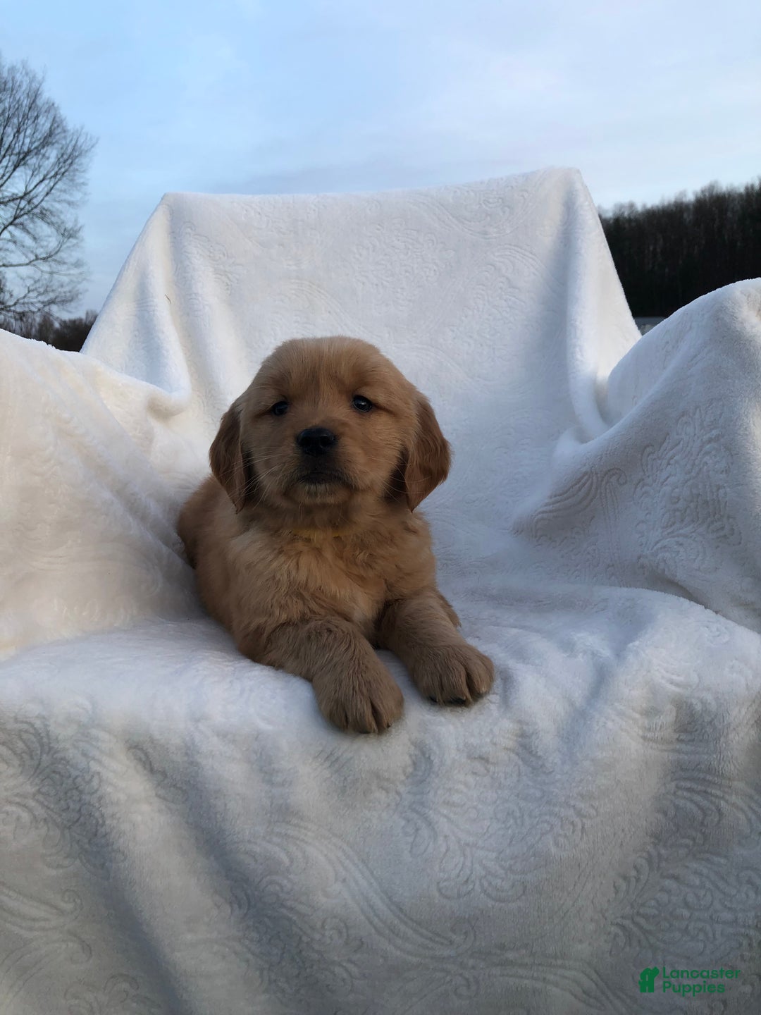 Golden Retriever dogs for sale: Romeo - Ad 8