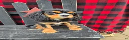 Cavalier King Charles Spaniel dogs for sale: Caramel  - Ad 3
