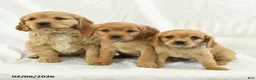 Miniature Golden Retriever dogs for sale: Cutie - Ad 5