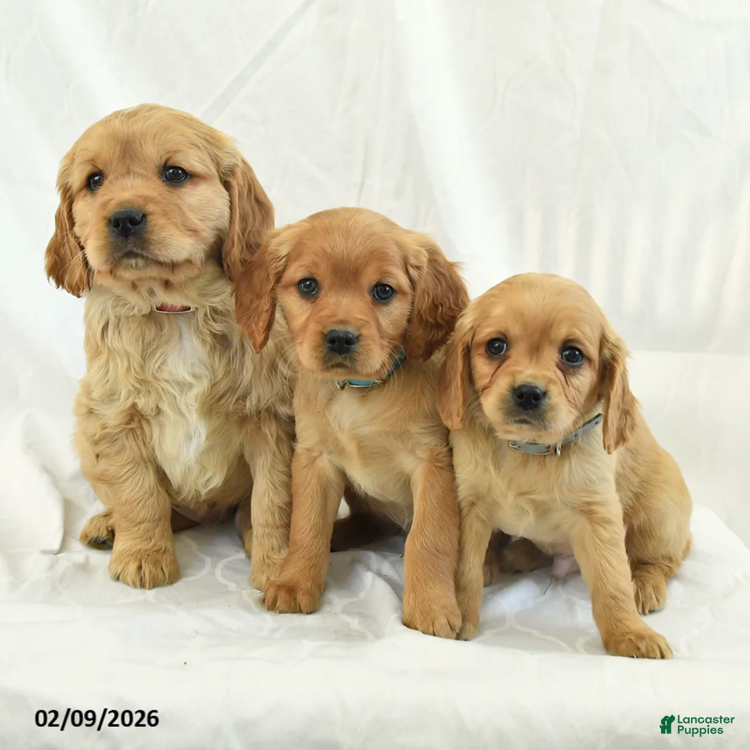 Miniature Golden Retriever dogs for sale: Cutie - Ad 5