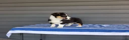 Welsh Corgi Pembroke dogs for sale: Milo - Ad 5