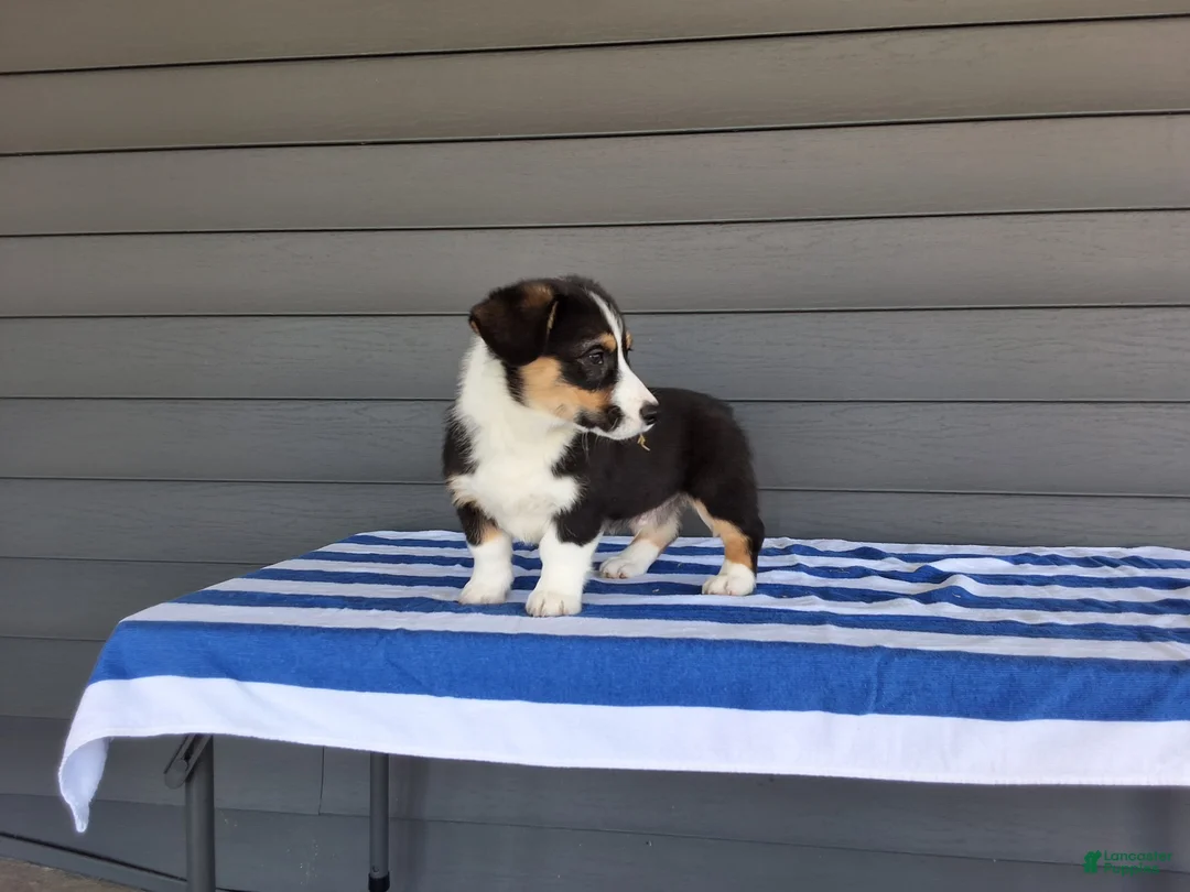 Welsh Corgi Pembroke dogs for sale: Milo - Ad 5