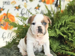 Mixed Breed dogs Minnie - Ad 24