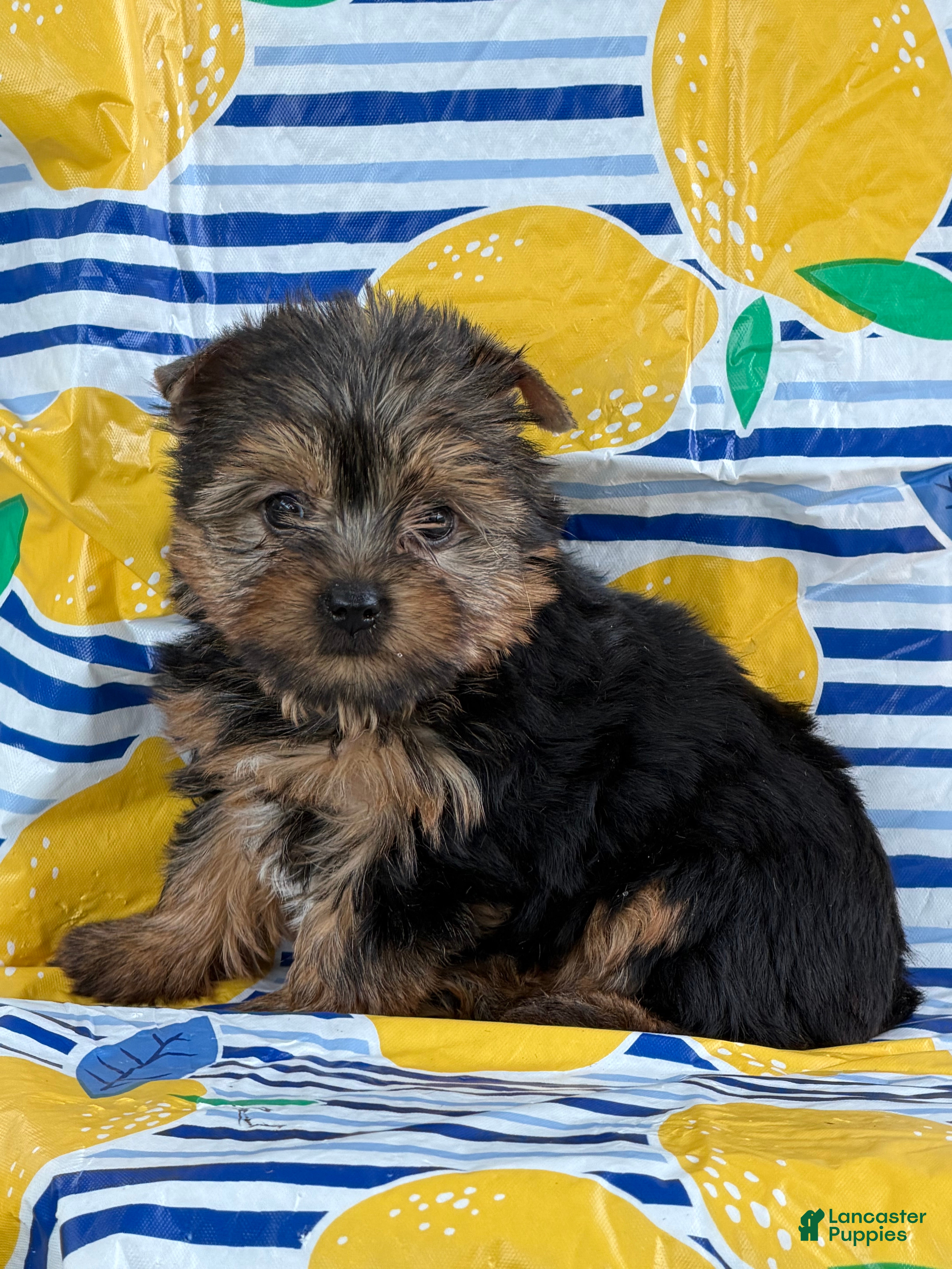 Yorkshire Terrier dogs Nicole Yorkshire Terrier  - Ad 1