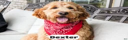 Goldendoodle dogs for sale: Dexter - Ad 1