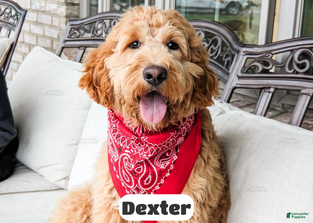 Goldendoodle dogs for sale: Dexter - Ad 1