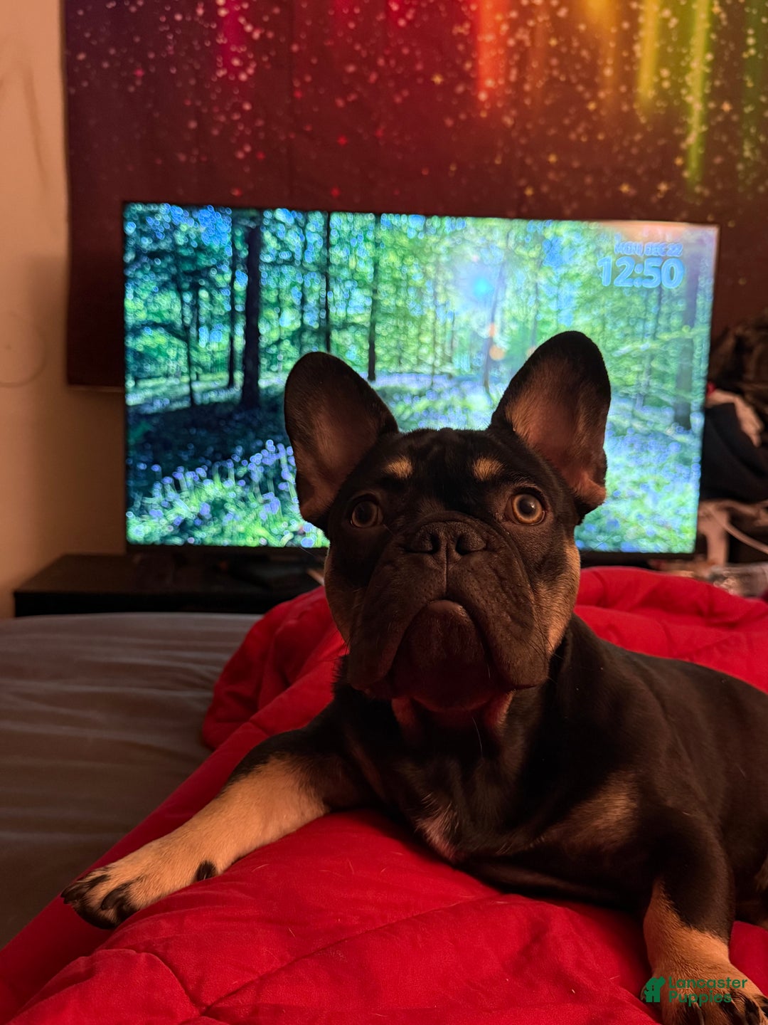 French Bulldog dogs for stud: King  - Ad 2