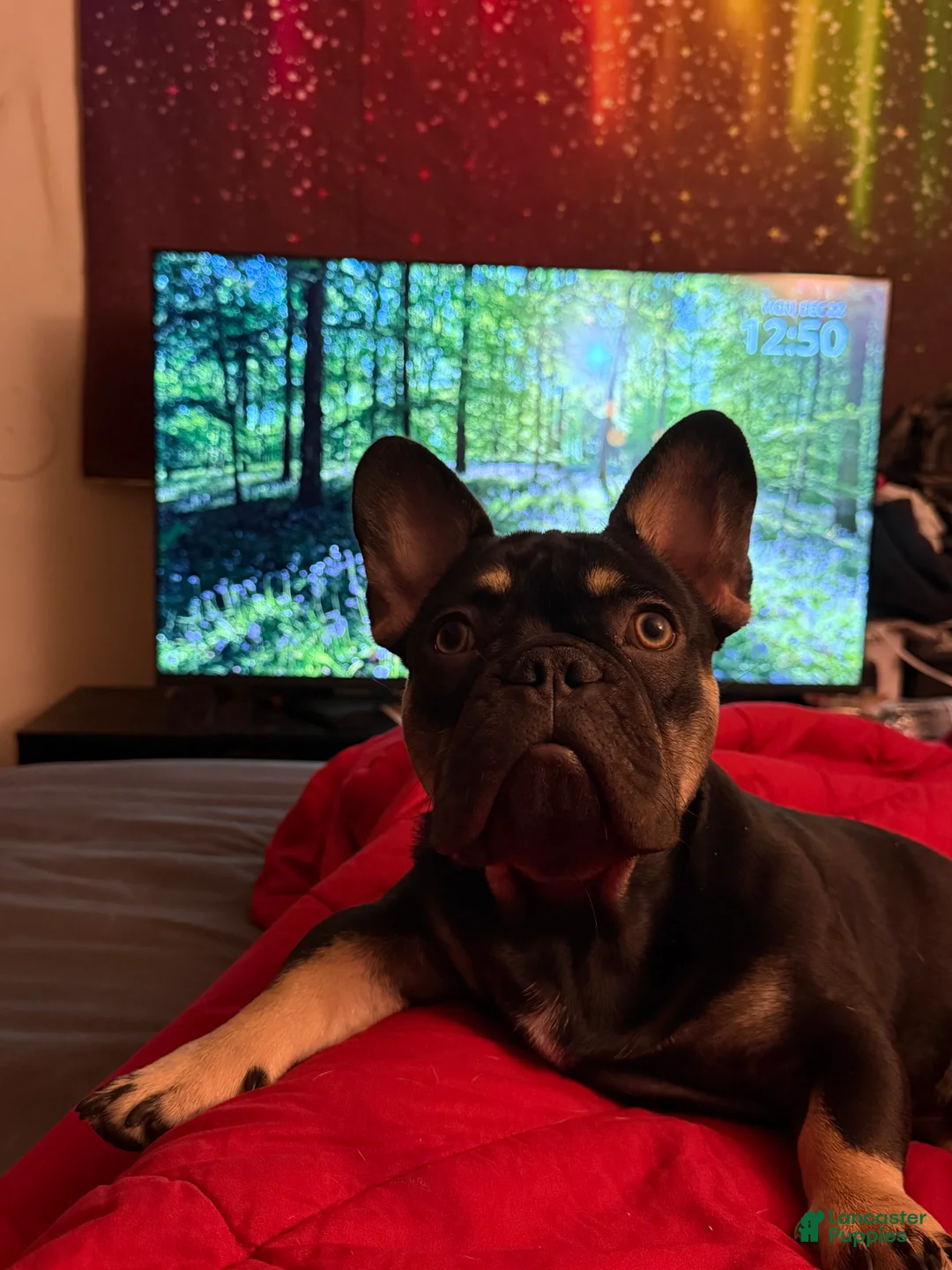 French Bulldog dogs for stud: King  - Ad 2