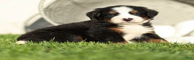 Jonah Bernese Mountain Dog 