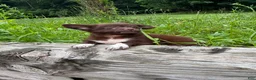 Chihuahua dogs for sale: Picnic - Ad 3