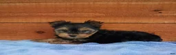 Yorkshire Terrier dogs for sale: Winston - Ad 3