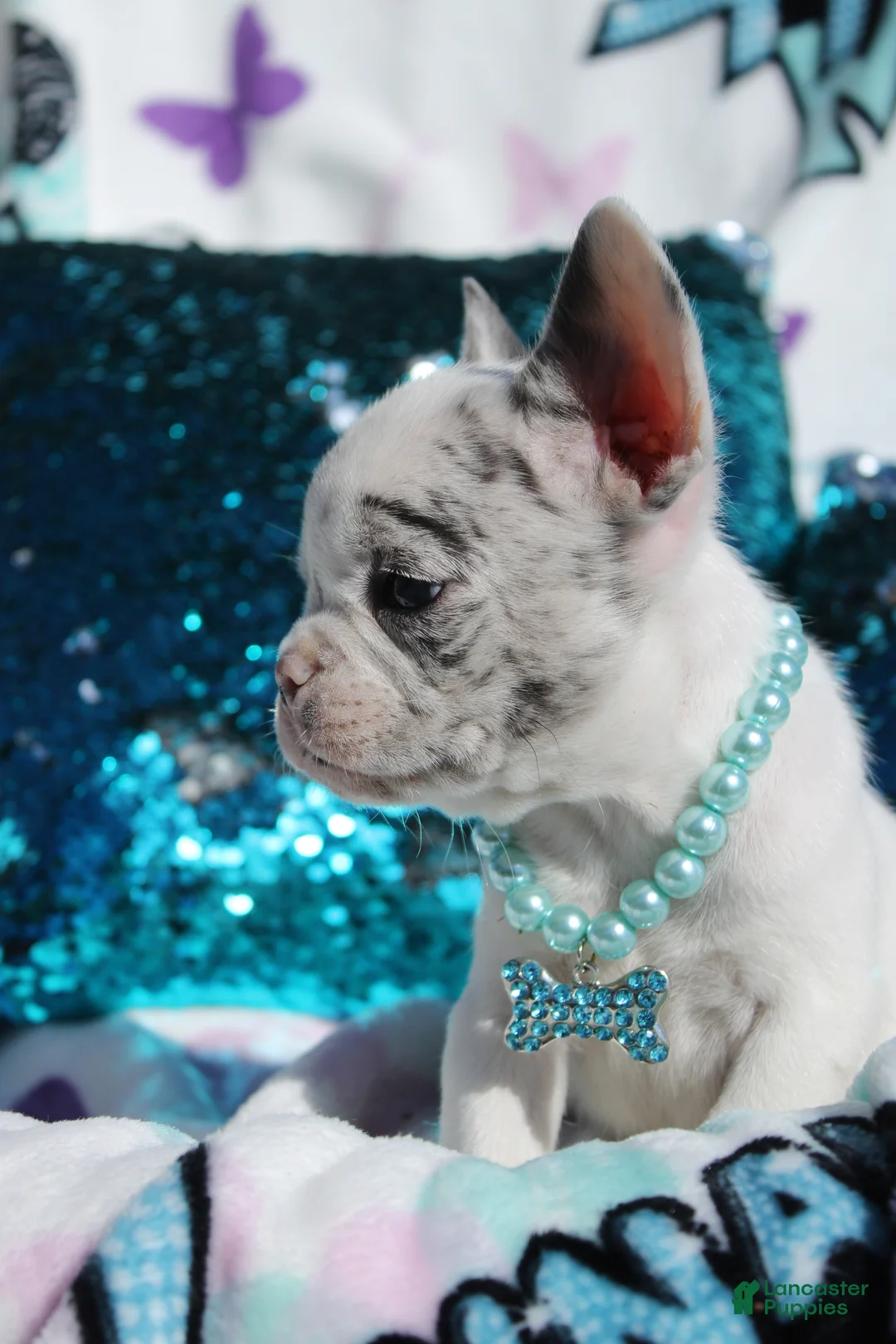 French Bulldog dogs for sale: Jackson - Ad 2