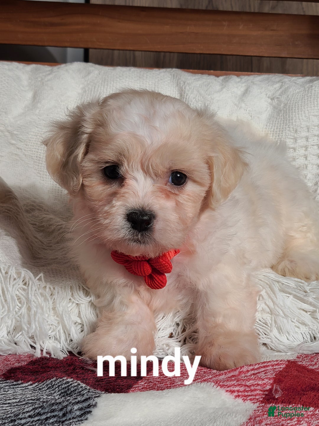 Teddy Bear dogs for sale: Mindy  - Ad 6