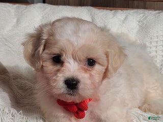Teddy Bear dogs Mindy - Ad 22