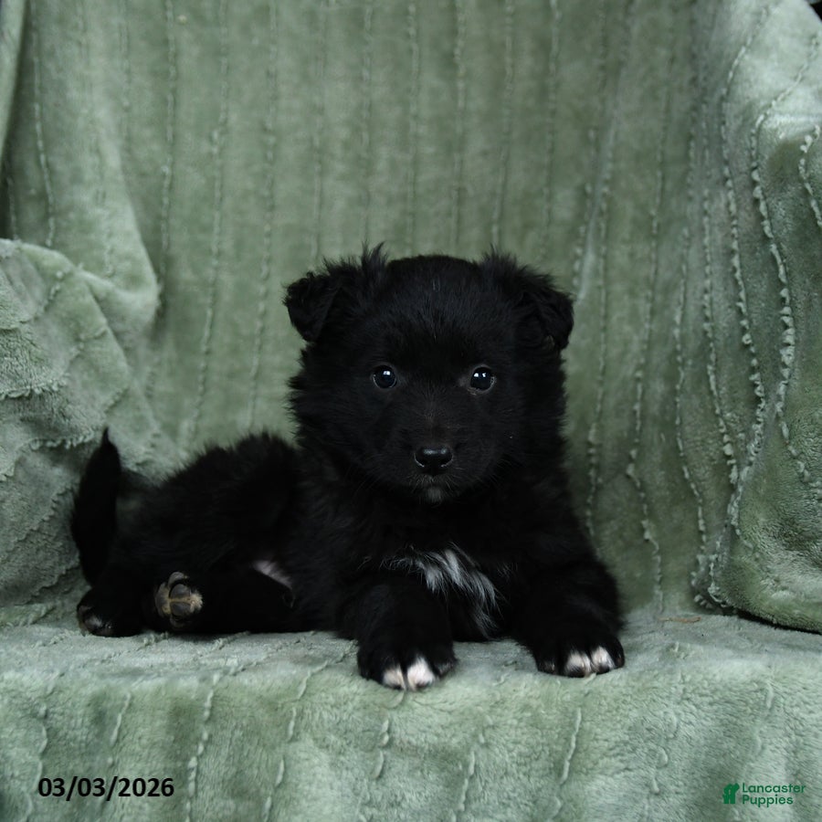 Mixed Breed dogs Griffin - Ad 2