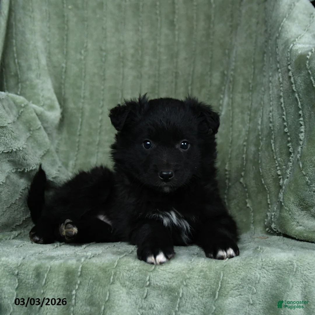 Mixed Breed dogs for sale: Griffin - Ad 2