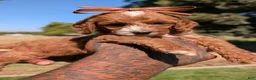 Cavapoo dogs for sale: PRINGLES - Ad 3