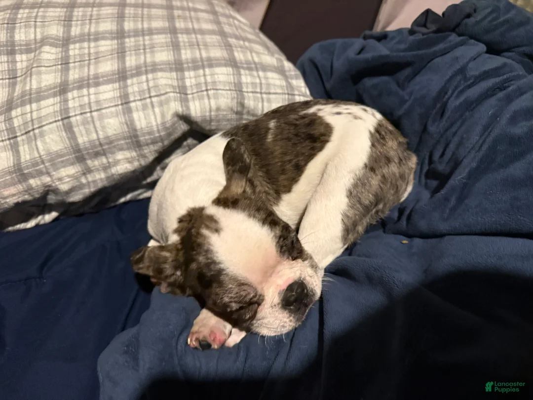 French Bulldog dogs for sale: French Bulldog Puppy 1 - Ad 5