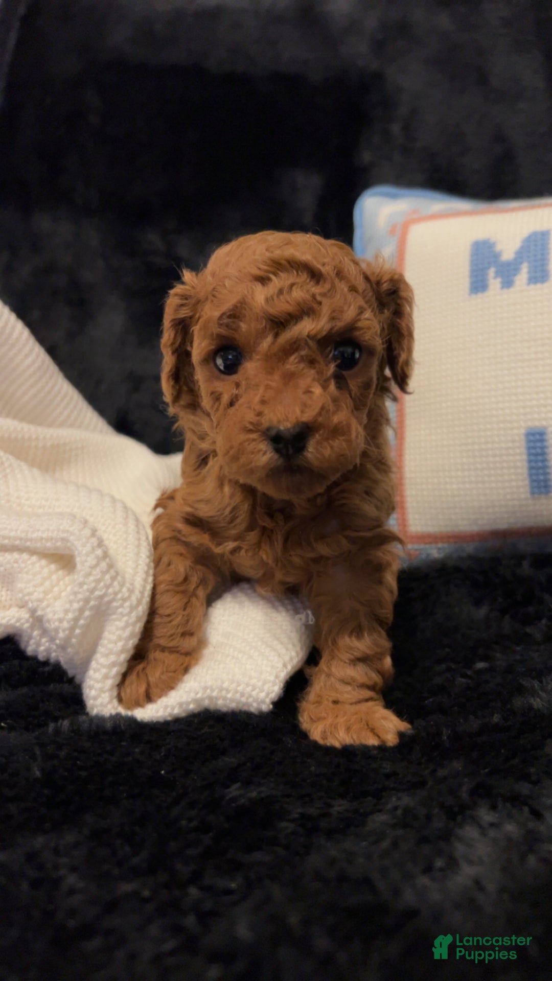 Toy Poodle dogs for sale: Dorthy - Ad 2