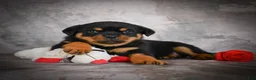 Rottweiler dogs for sale: Lexi - Ad 4