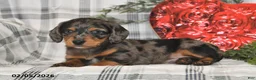 Miniature Dachshund dogs for sale: Snickers - Ad 4