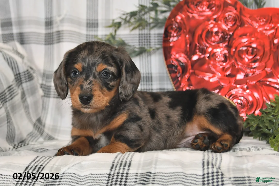Miniature Dachshund dogs for sale: Snickers - Ad 4