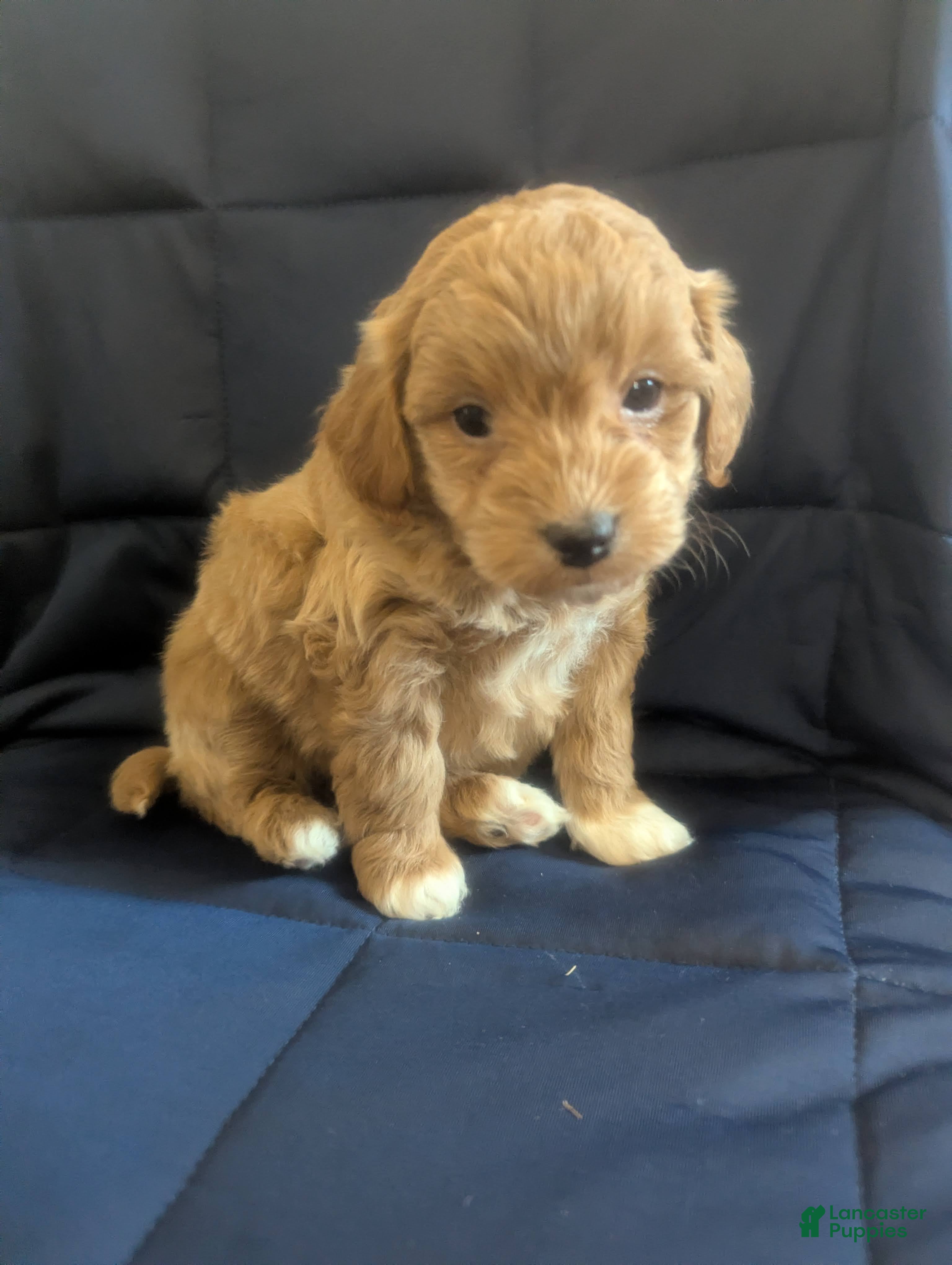 Mini Goldendoodle dogs Natasha - Ad 20