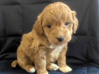 Mini Goldendoodle dogs Natasha - Ad 20