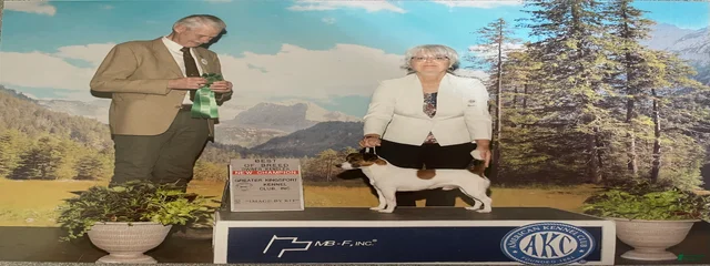 AKC Champion HJF Saddle Up Cowboy 