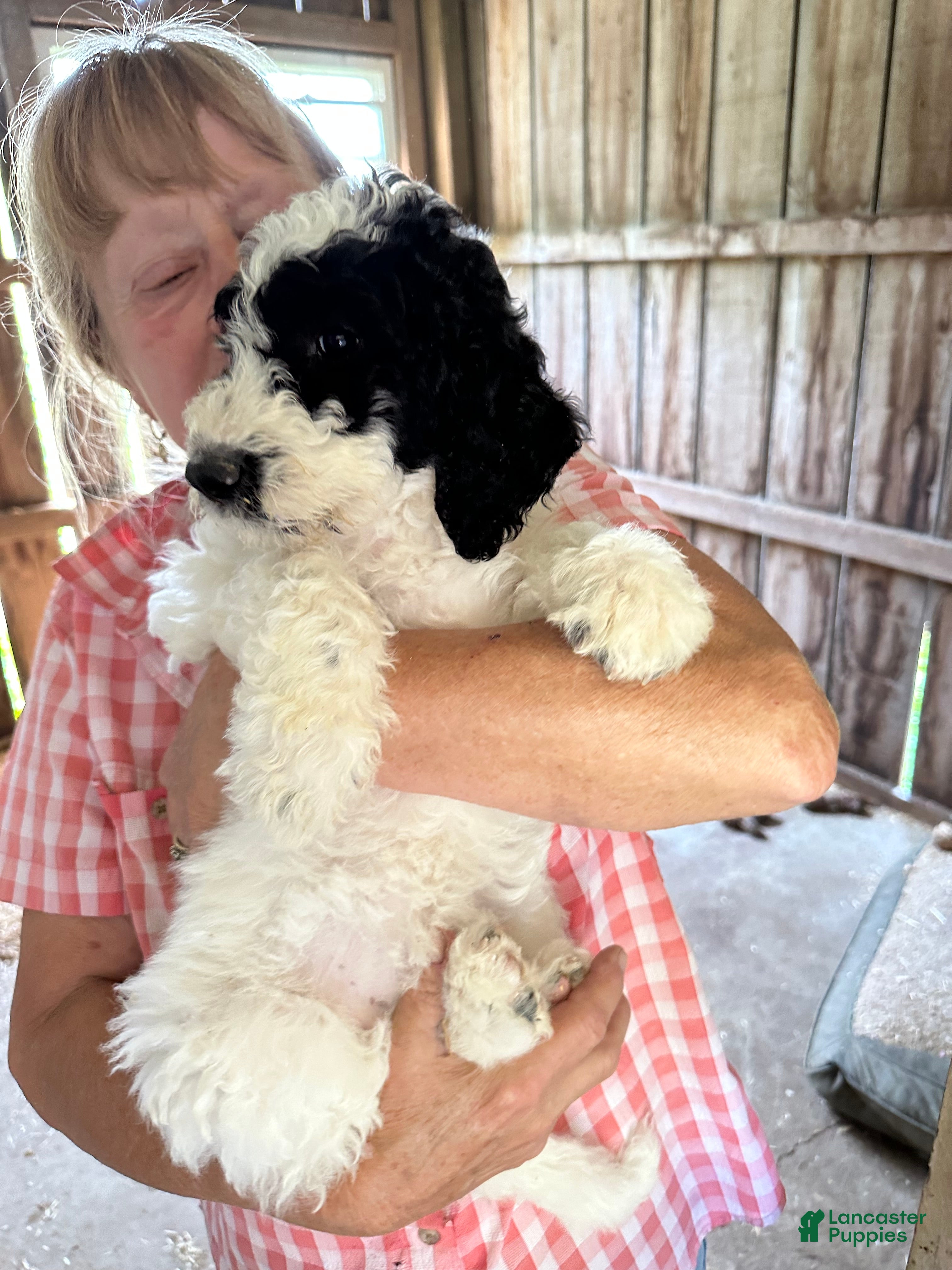 Labradoodle dogs Labradoodle 4 - Ad 29