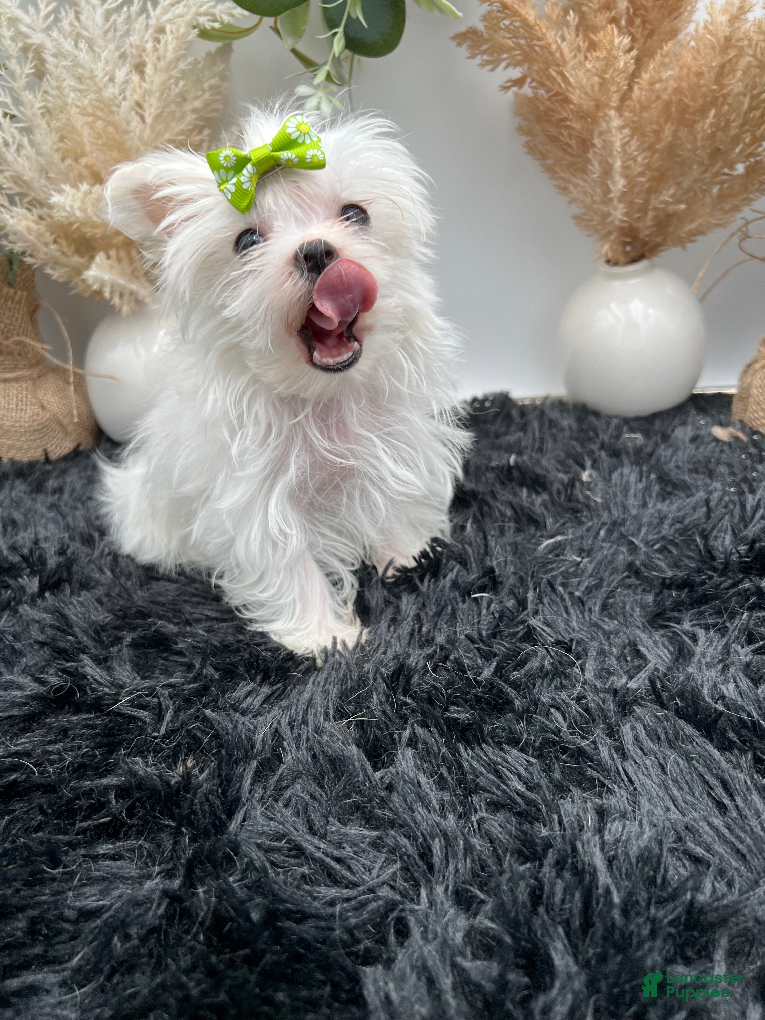Maltese dogs AKC Tiny Minnie the Korean Maltese $3200 - Ad 1