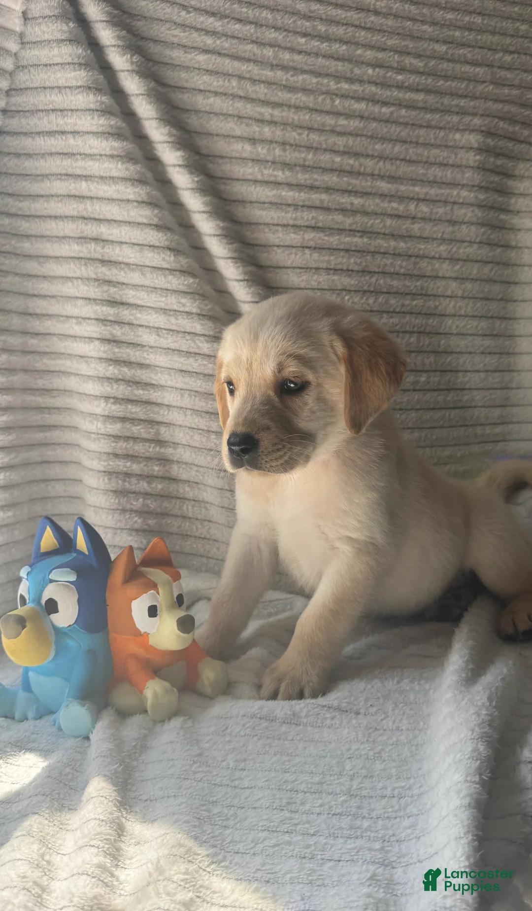 Labrador Retriever dogs for sale: Riley - Ad 2