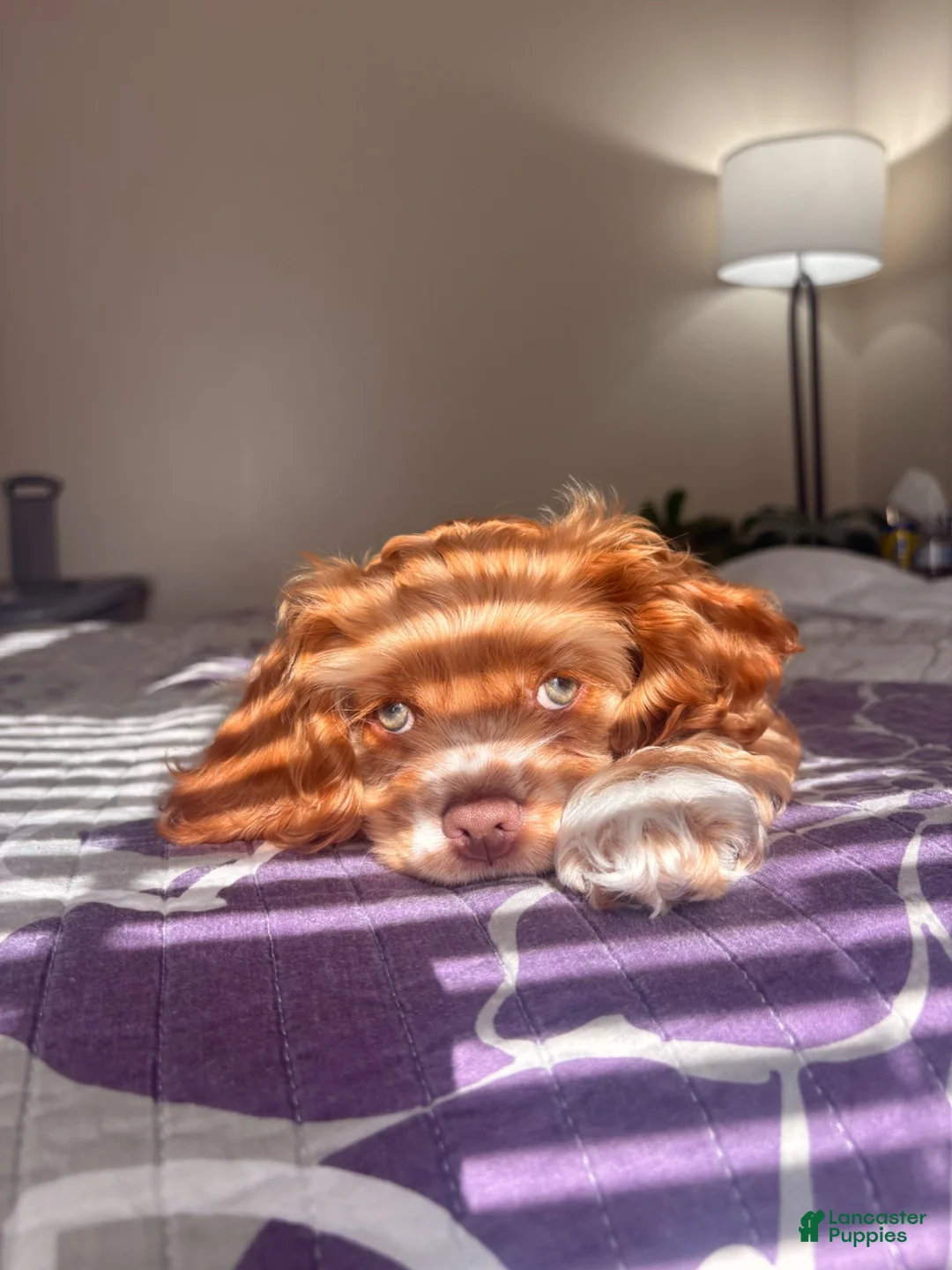 Cocker Spaniel dogs for sale: Cocker Spaniel 1 - Ad 2